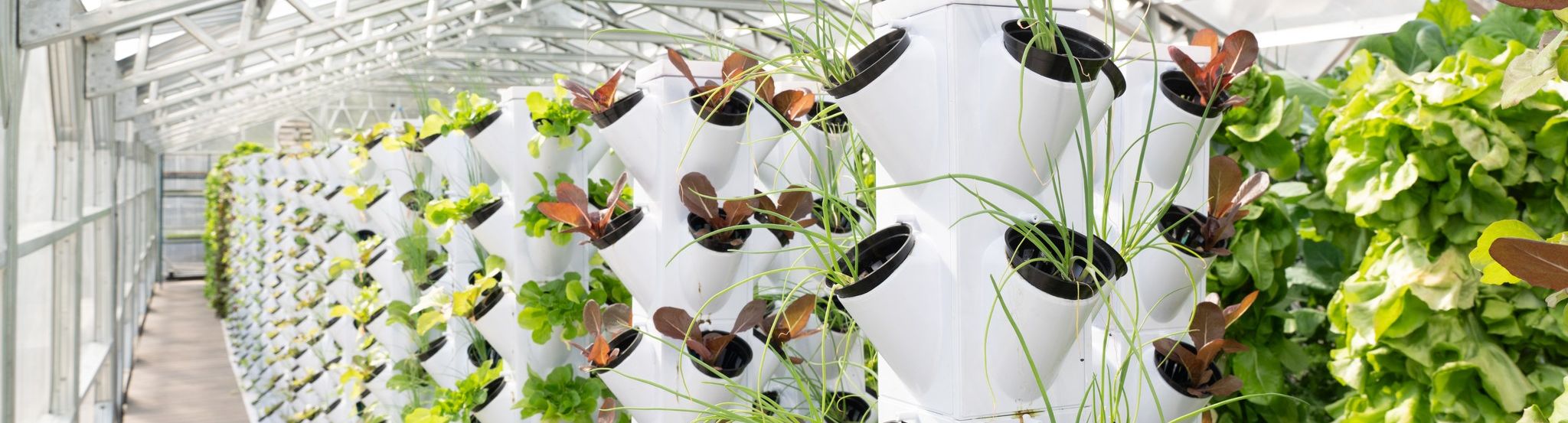 Rows of leafy greens growing in the NativeFresh aquaponics greenhouse behind the Weaver Center.