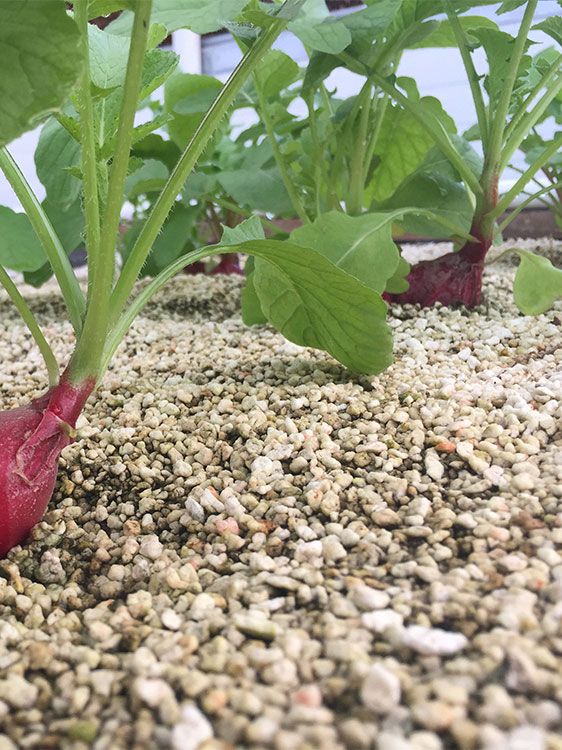 Radishes growing in a FreshMinistries greenhouse bed.