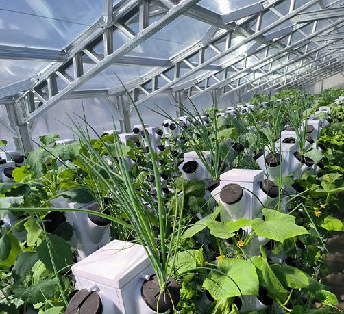 Vegetable towers under the roof trusses of the aquaponics training greenhouse in Randburg, Johannesburg.