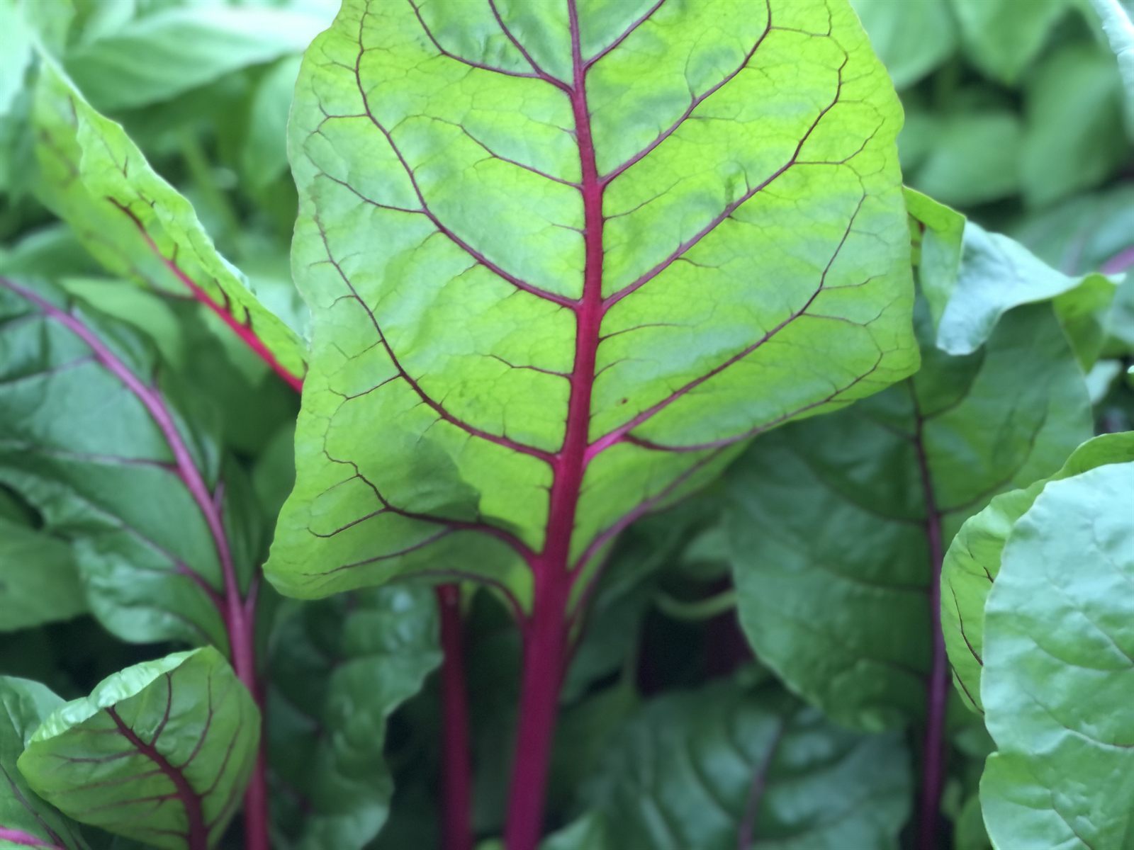 Red-stemmed Swiss chard leaves growing in a dense bed