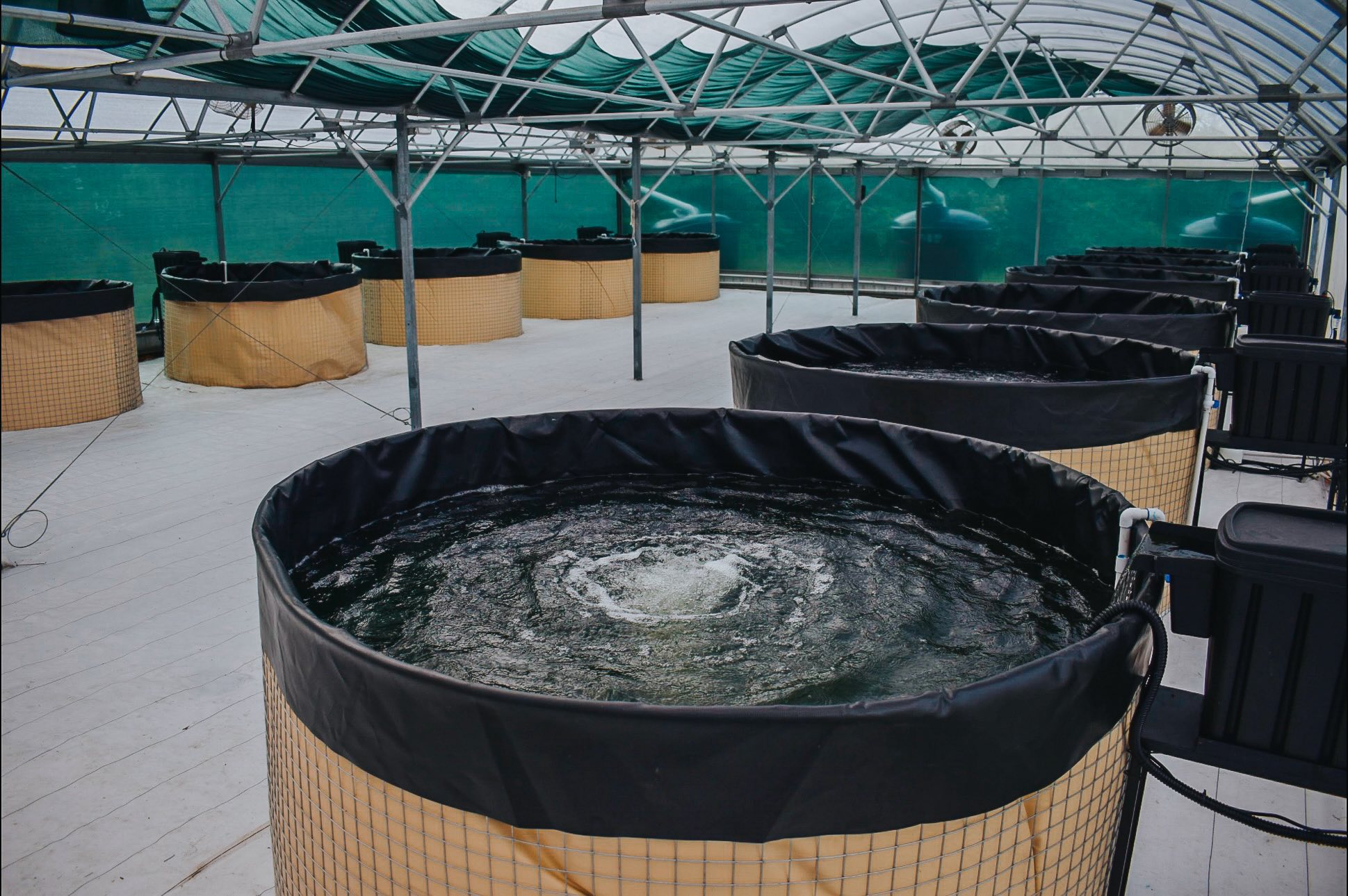 Rows of round aerated fish tanks inside an aquaponics greenhouse