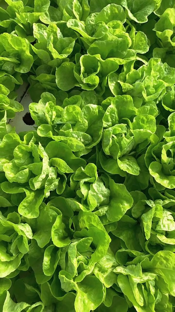 Heads of bright green butterhead lettuce packed close together