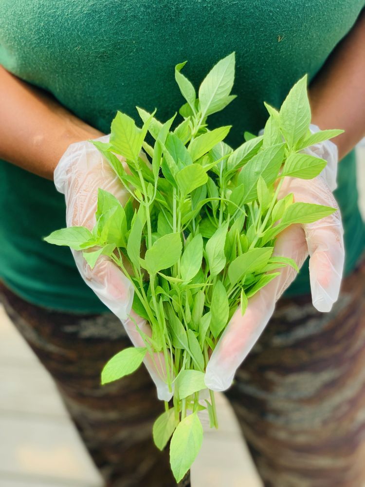 Gloved hands holding a fresh-cut bunch of leafy green herbs