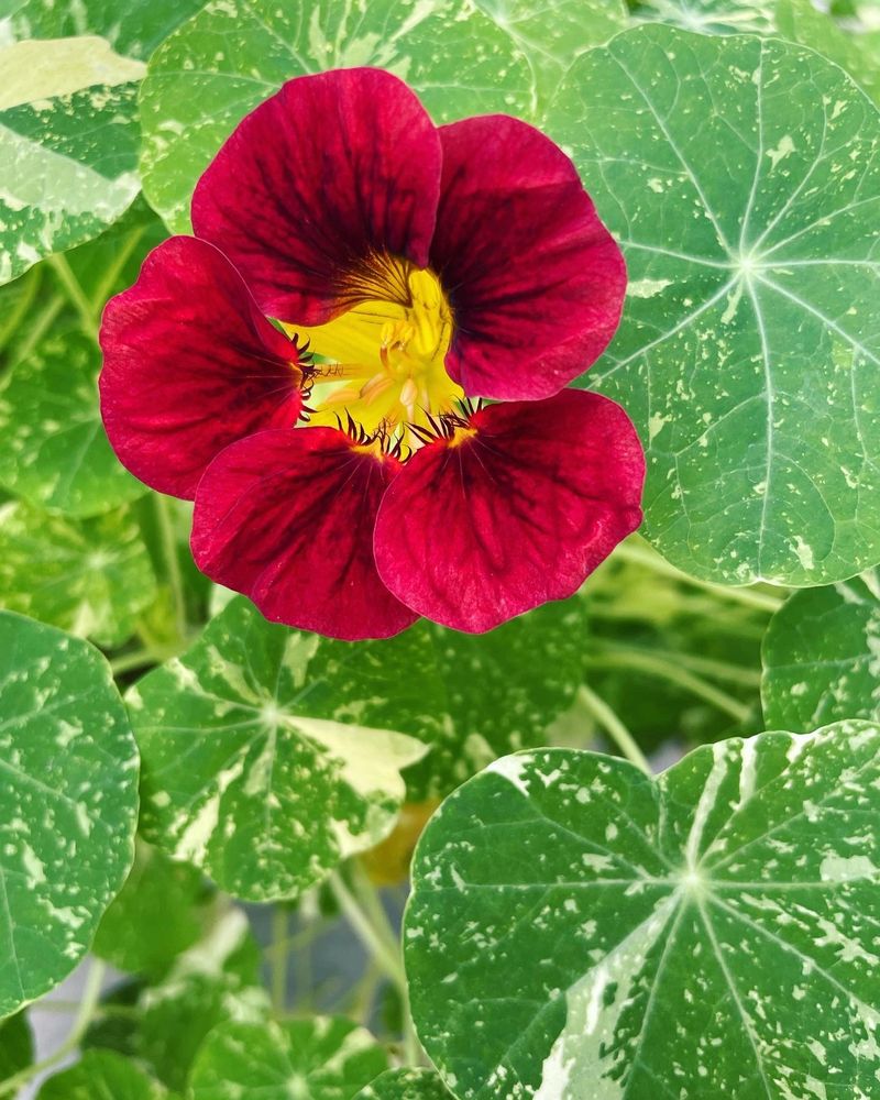 A deep red nasturtium flower among variegated round leaves