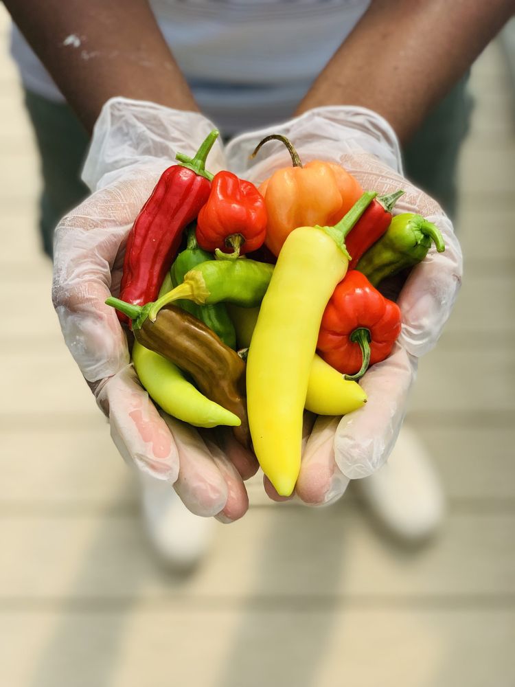 Gloved hands holding a mix of red, yellow, orange and green peppers
