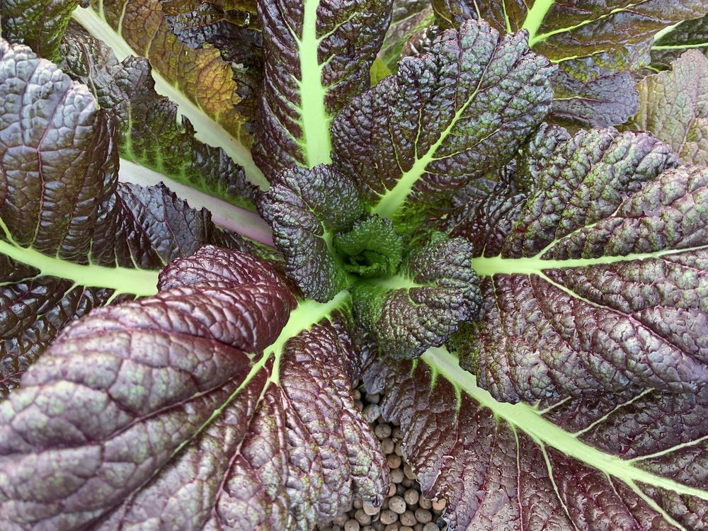 Purple-veined mustard green leaves seen from above