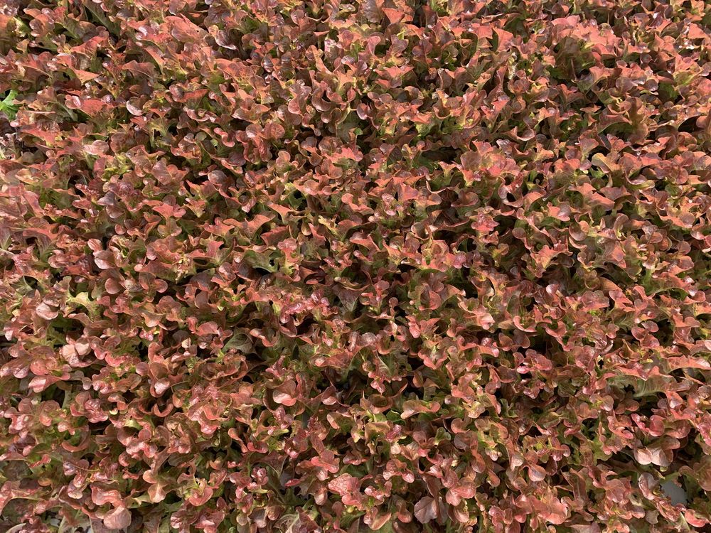 A dense bed of red leaf lettuce seen from above
