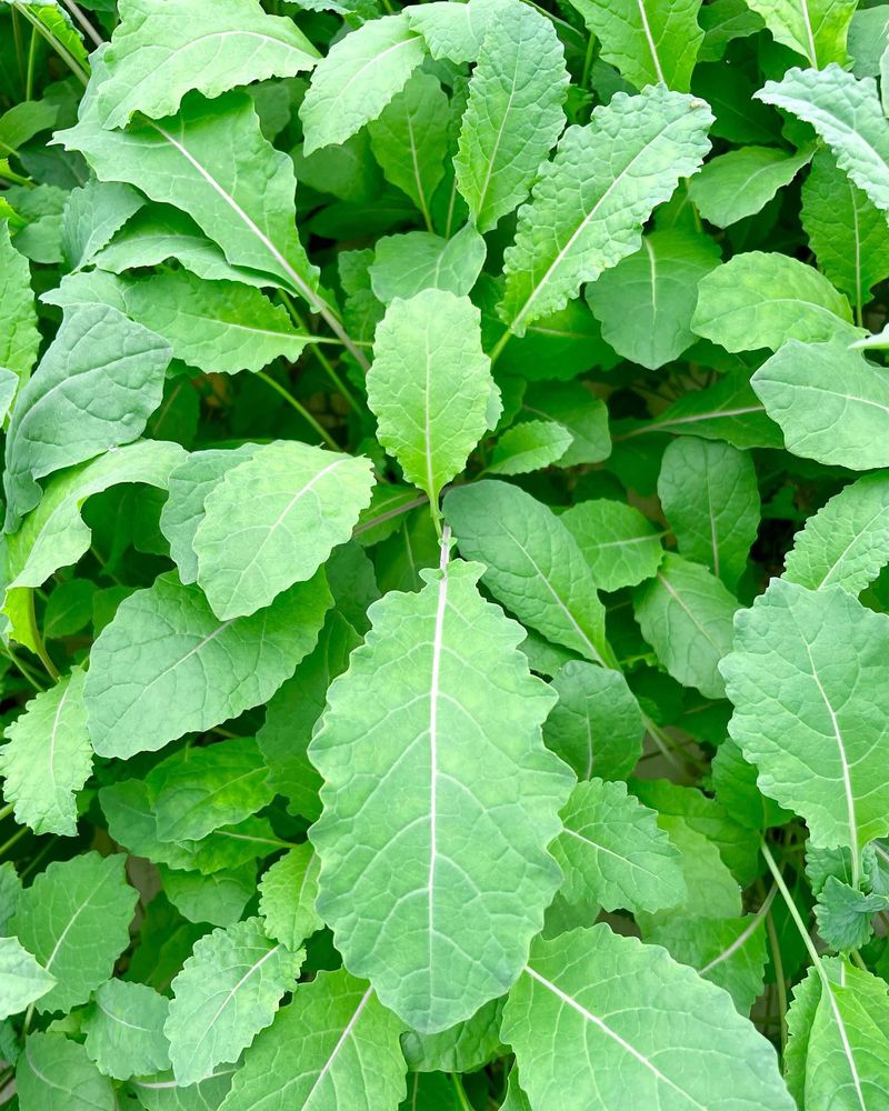 Dark green leafy greens growing close together