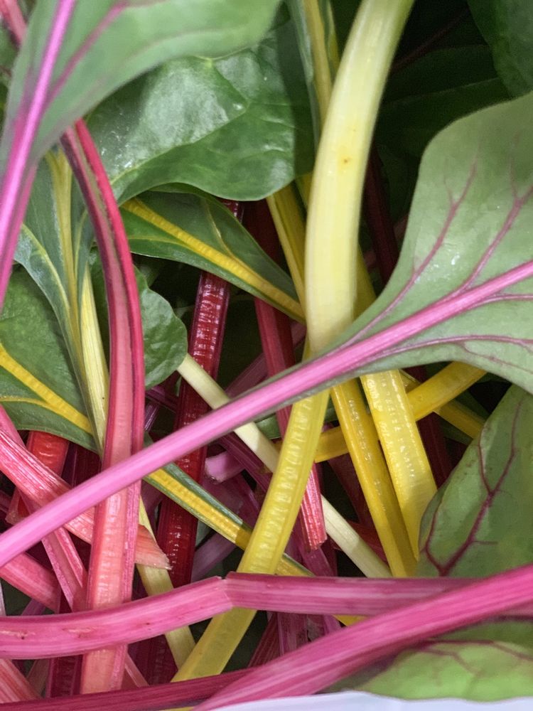 Swiss chard with red, pink and yellow stems