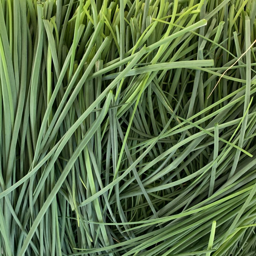 A thick bunch of long green chives