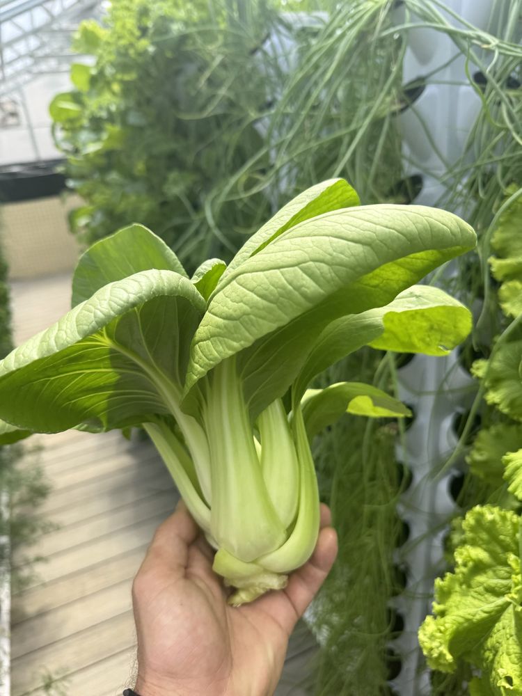 A hand holding a head of bok choy in front of vertical grow towers