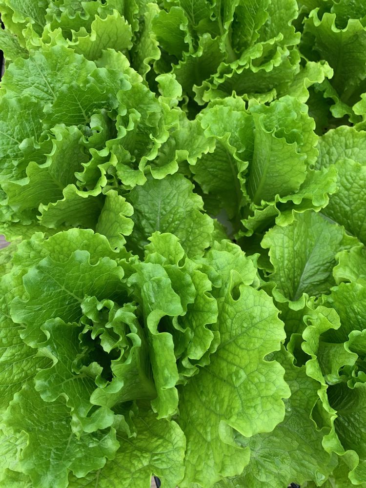 Ruffled green leaf lettuce filling the frame