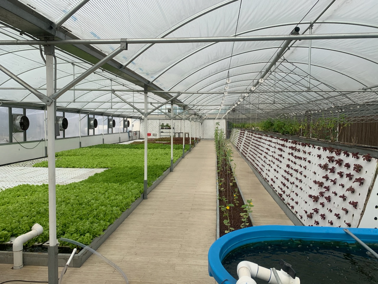 Inside the original 2017 facility: papaya trees and a mix of aquaponic grow techniques