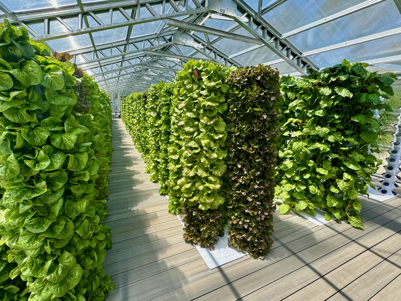 Rows of green and red lettuce on vertical grow towers down the greenhouse walkway