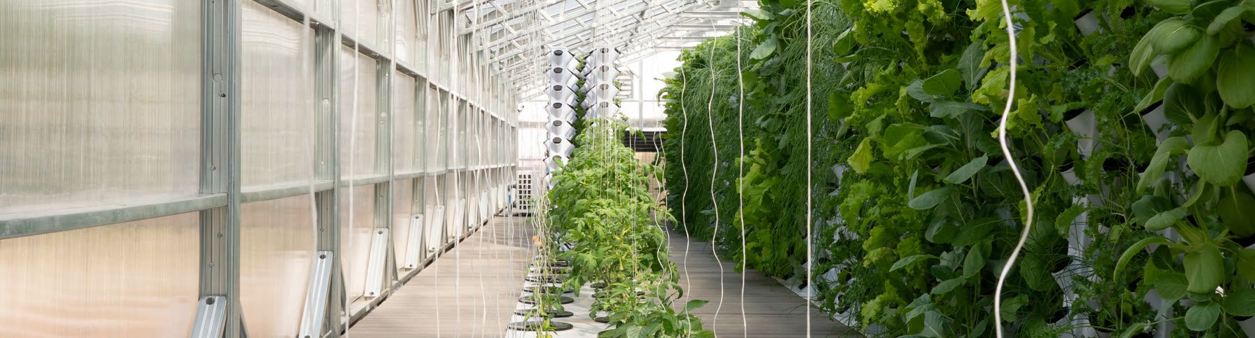 Rows of crops growing in the NativeFresh aquaponics greenhouse.