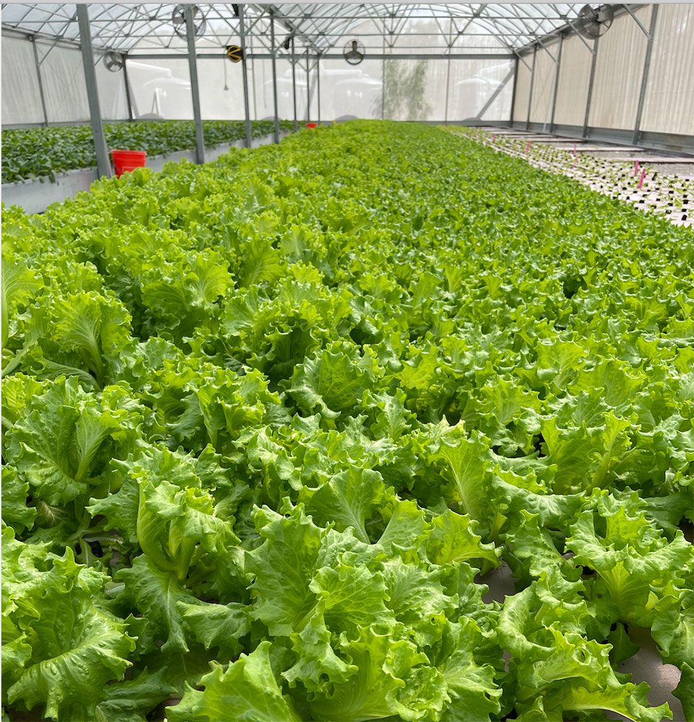 Rows of lettuce growing in the beds of a FreshMinistries aquaponics greenhouse.