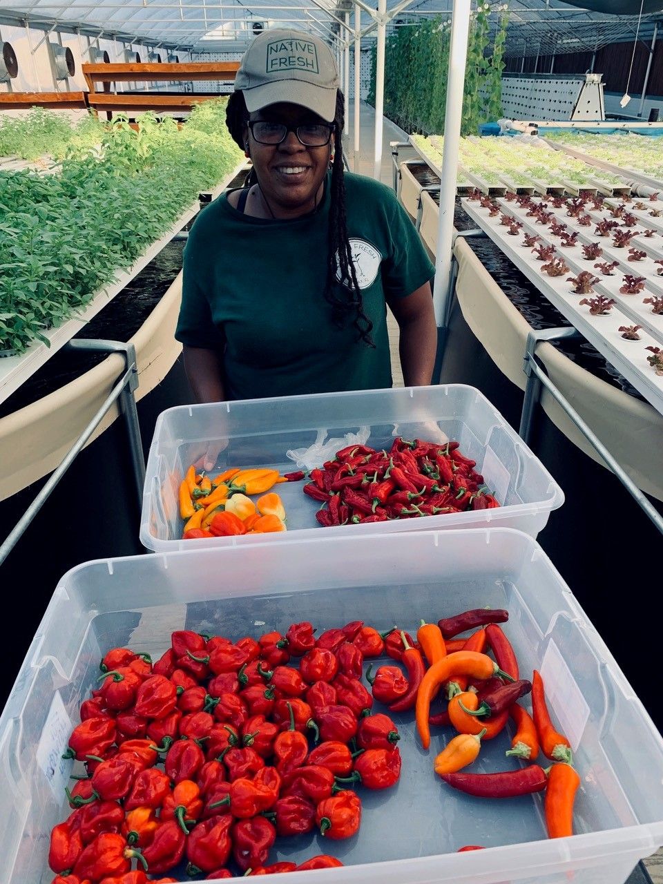 A NativeFresh grower standing over bins of freshly picked peppers inside the aquaponics greenhouse.