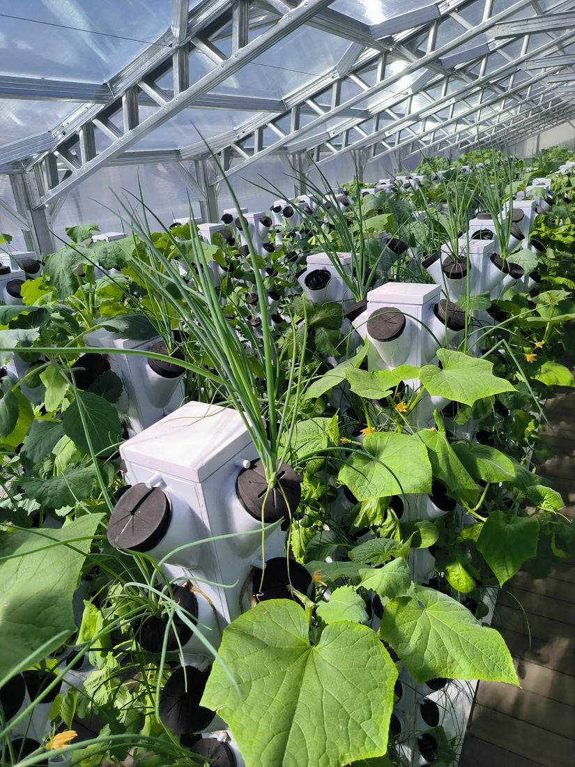Rows of white vertical grow towers filled with greens inside a FreshMinistries tower greenhouse