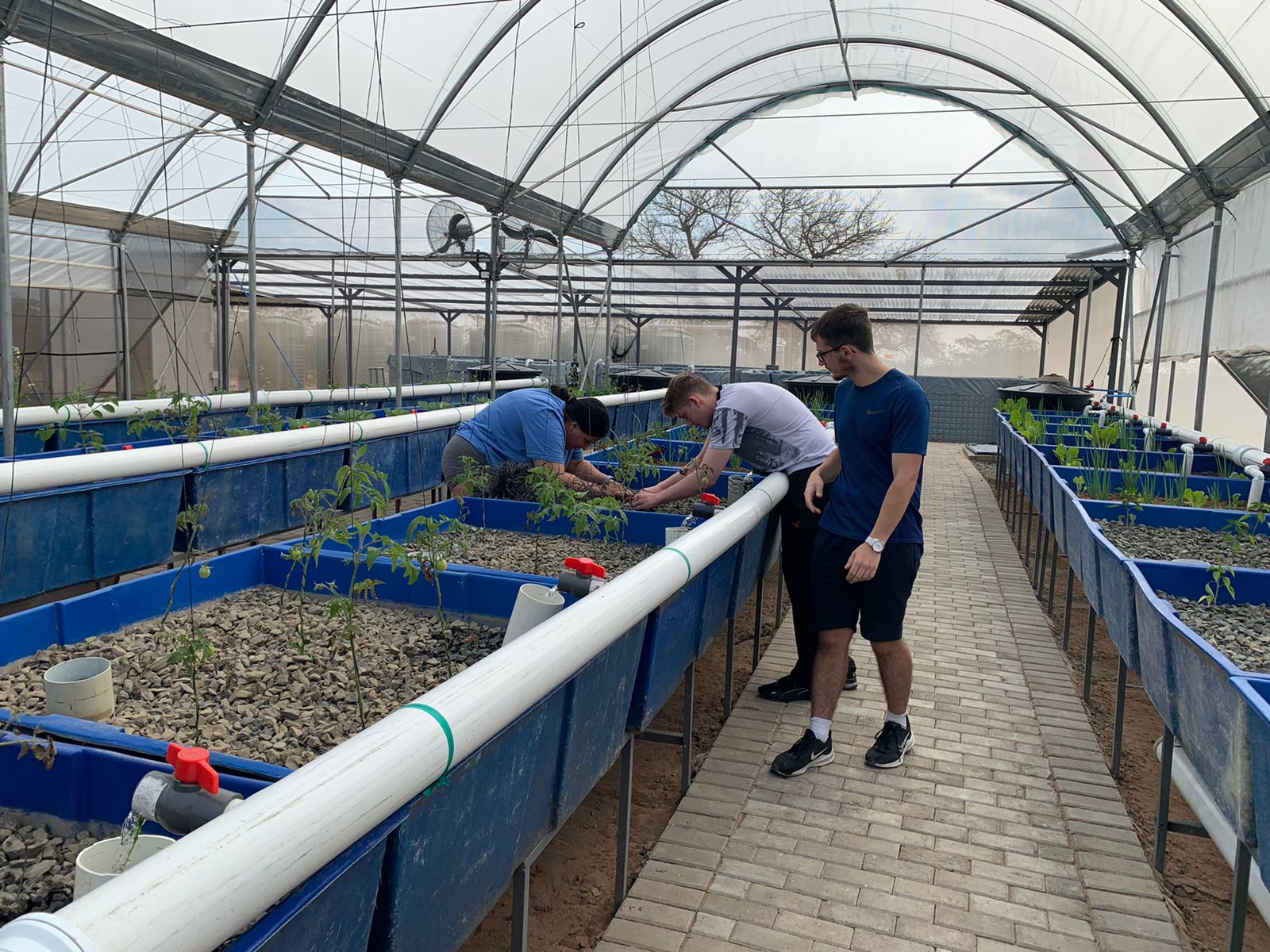 Volunteers tend grow beds inside the FreshMinistries greenhouse in Acornhoek, Mpumalanga.