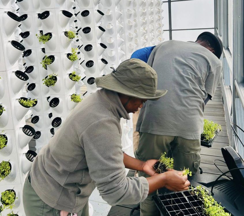 Two growers set seedlings into white vertical grow towers inside a tower farm.