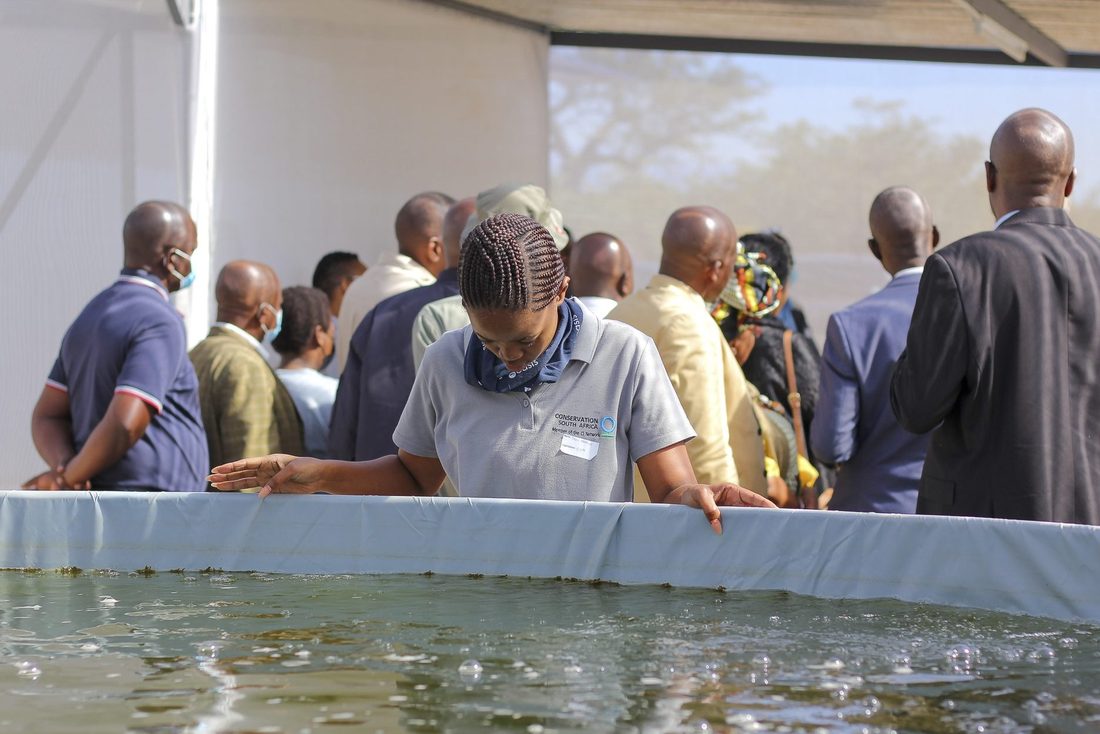 Guests lean over the fish tank at the Acornhoek opening while a young woman reaches into the water.