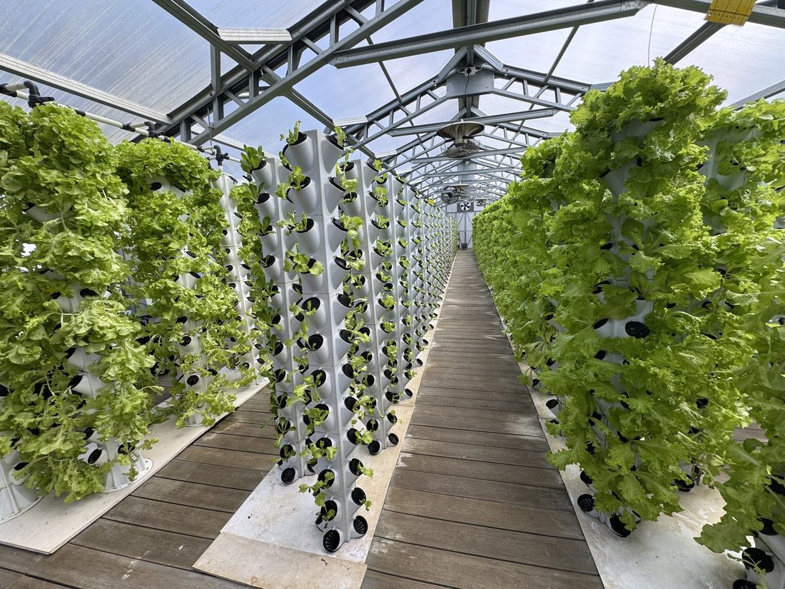 Tower columns full of lettuce inside the Randburg training greenhouse.