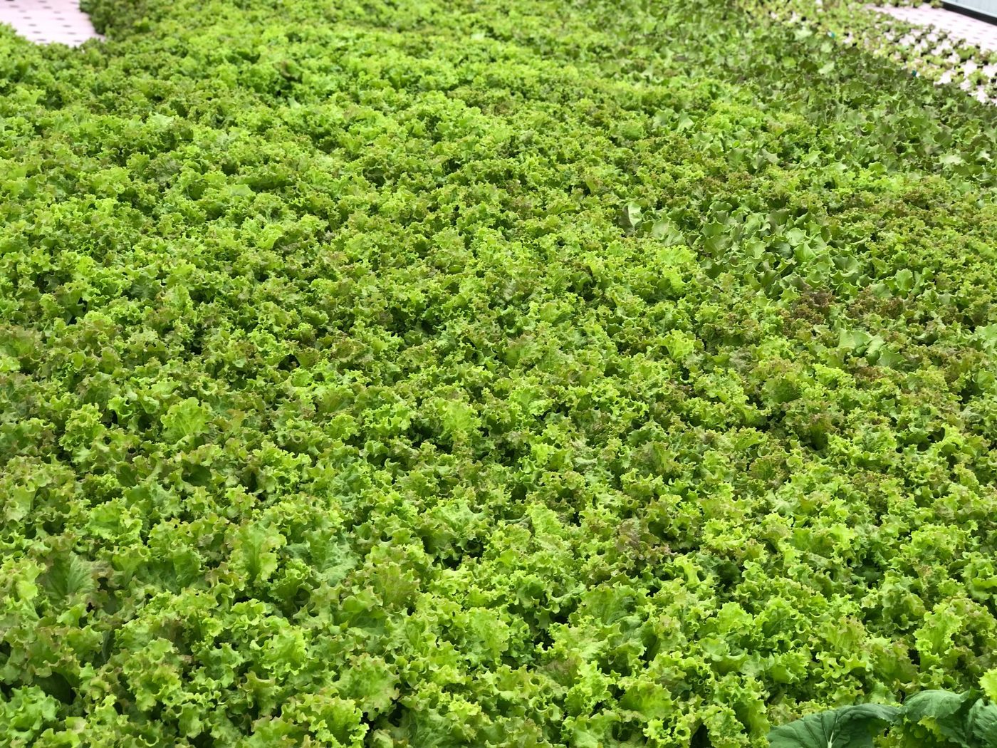 A raft bed of green leaf lettuce growing at Island Fresh on St. Croix.
