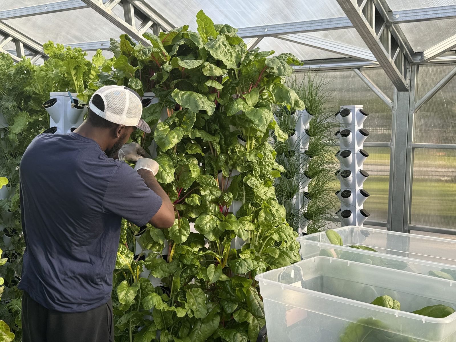 A grower harvesting greens from a vertical tower inside the NativeFresh greenhouse