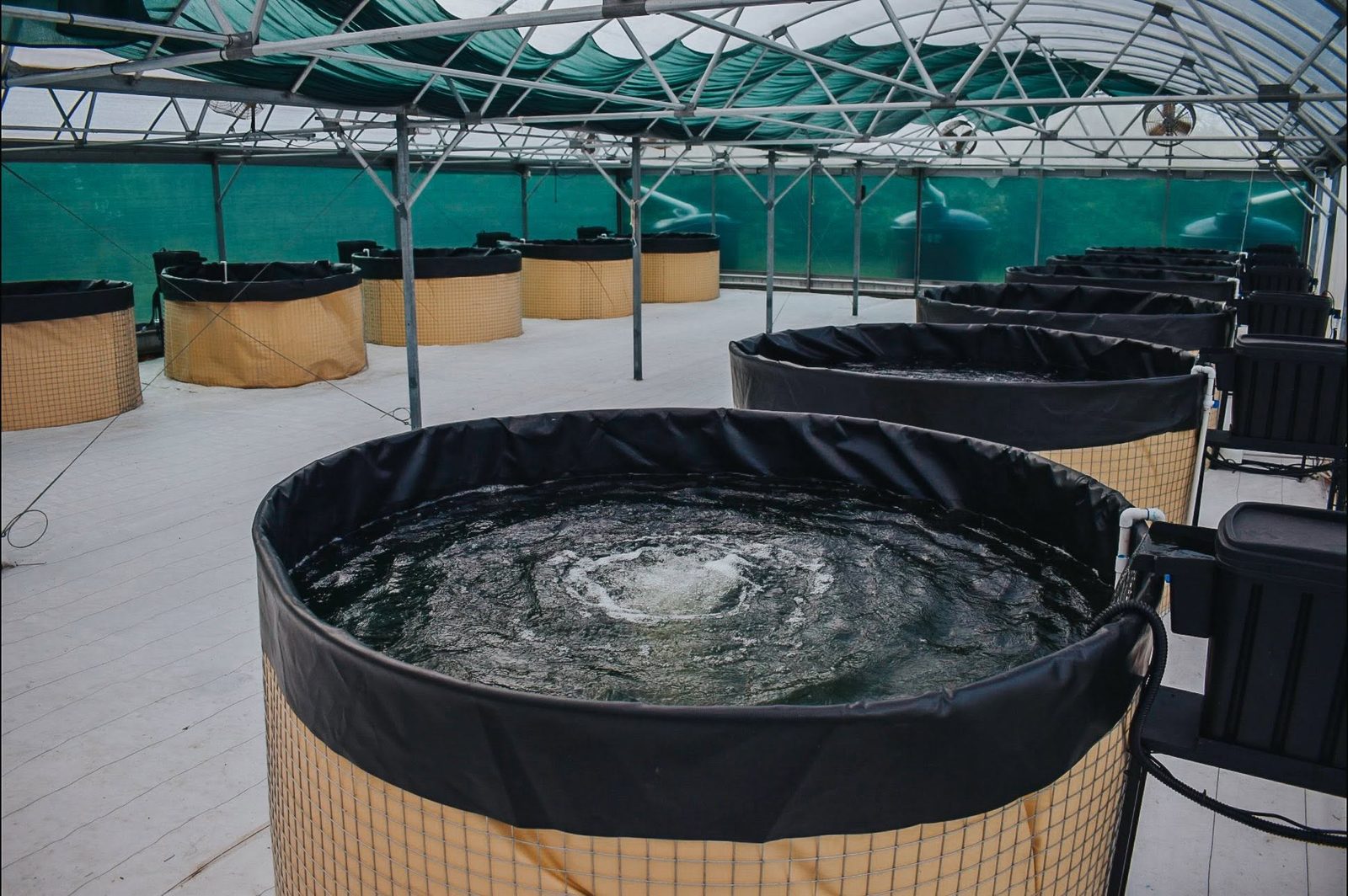 Rows of round fish tanks aerating under green shade cloth inside an Island Fresh greenhouse.