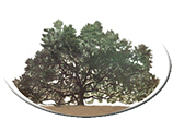 Edna Sproull Williams Foundation logo