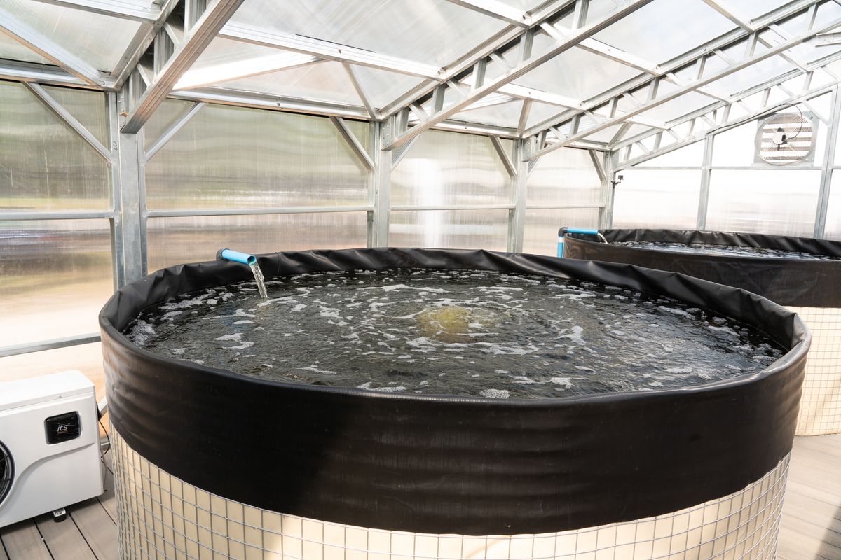 The aquaponics fish tank that feeds the growing system