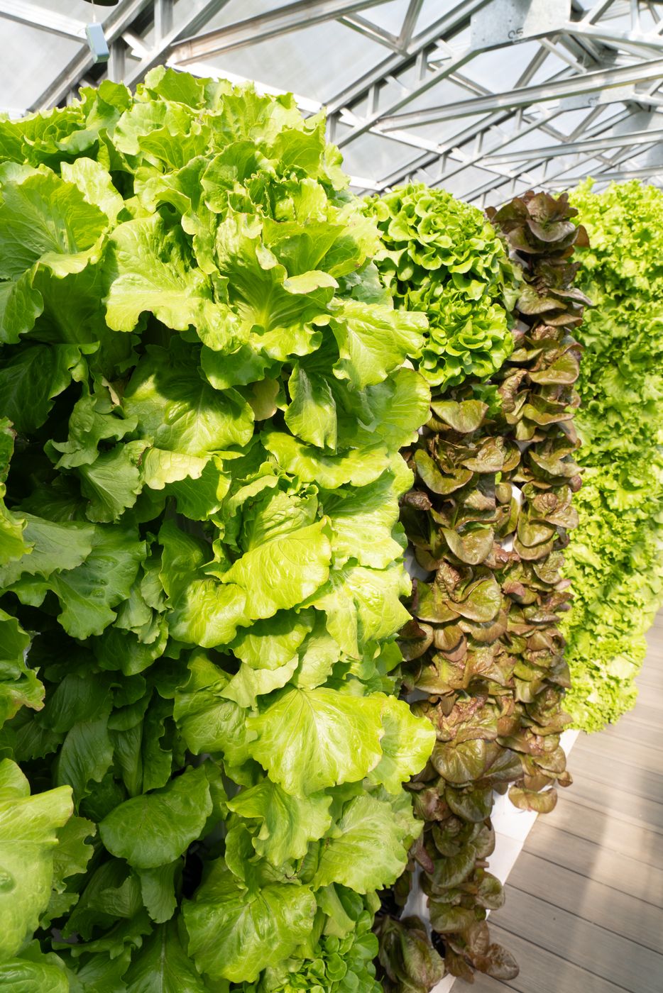 Lettuce growing on a NativeFresh tower garden