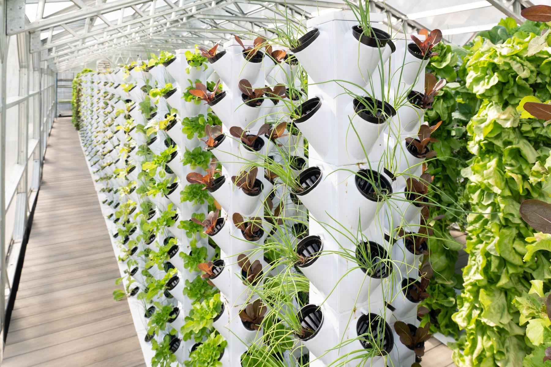 Rows of tower gardens inside the NativeFresh greenhouse