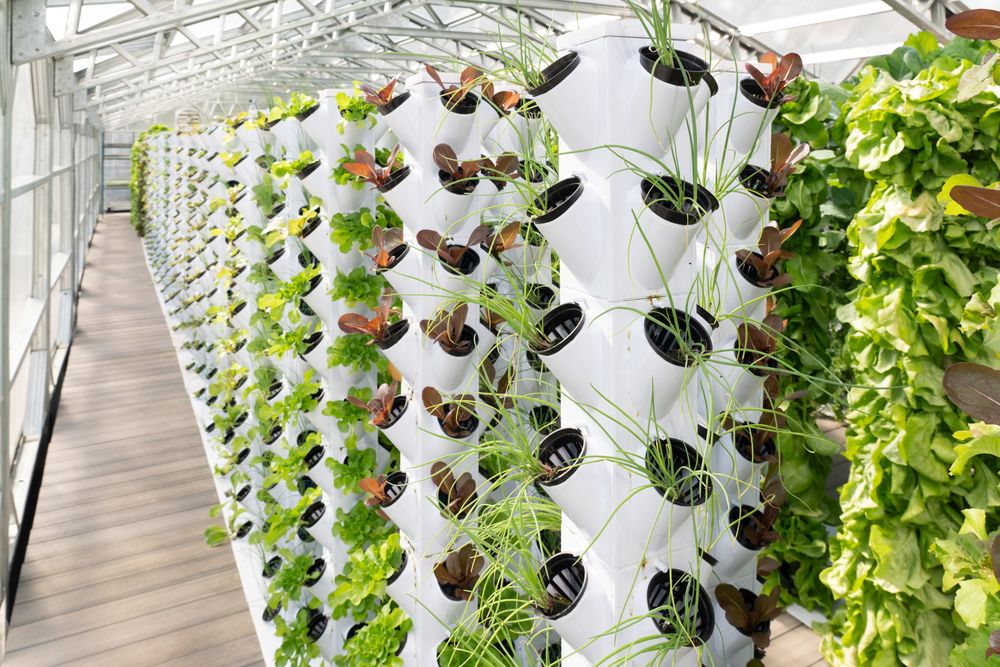 Long rows of white grow towers planted with lettuce and green onions along a greenhouse walkway.