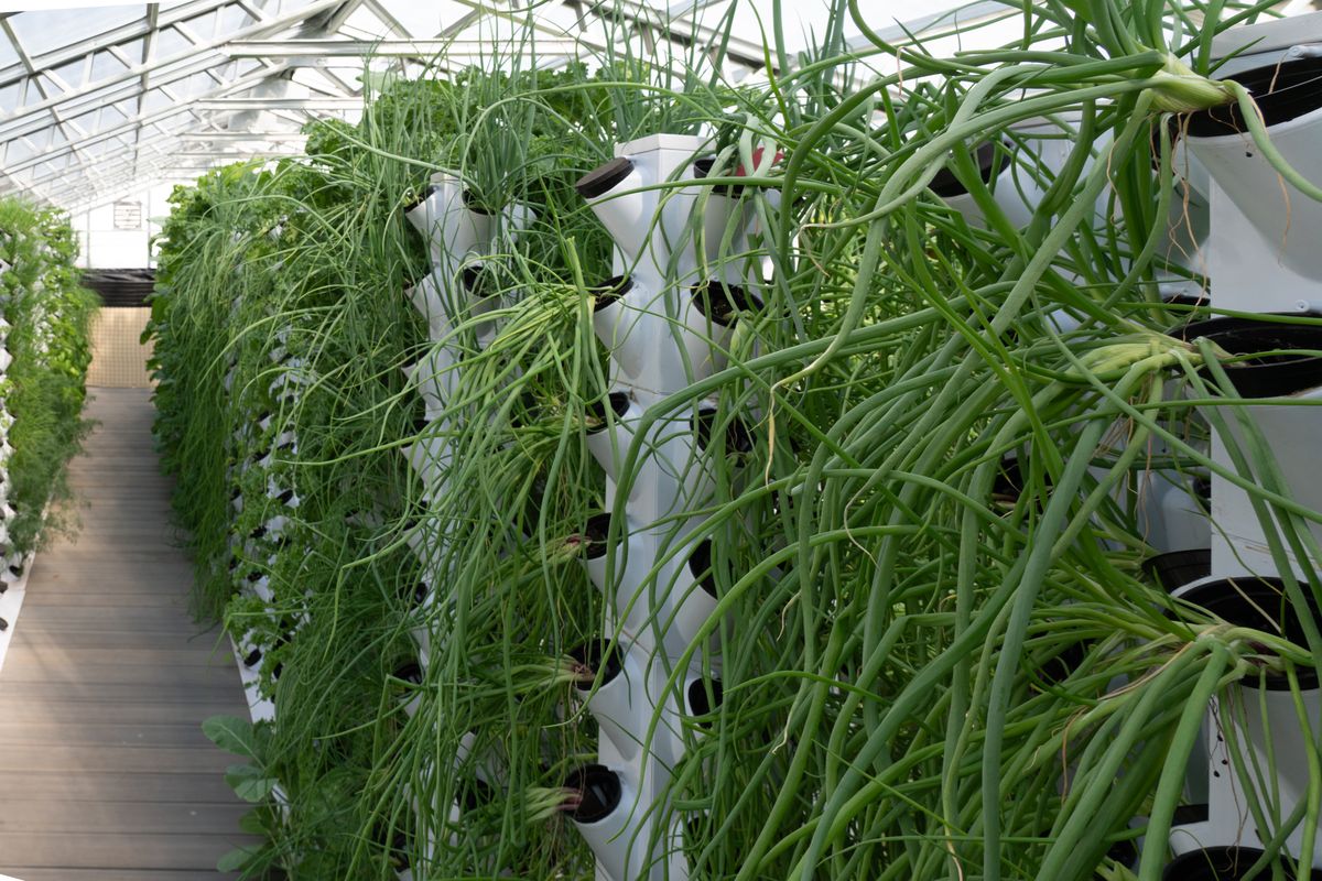 Tower culture growing beds running the length of the greenhouse