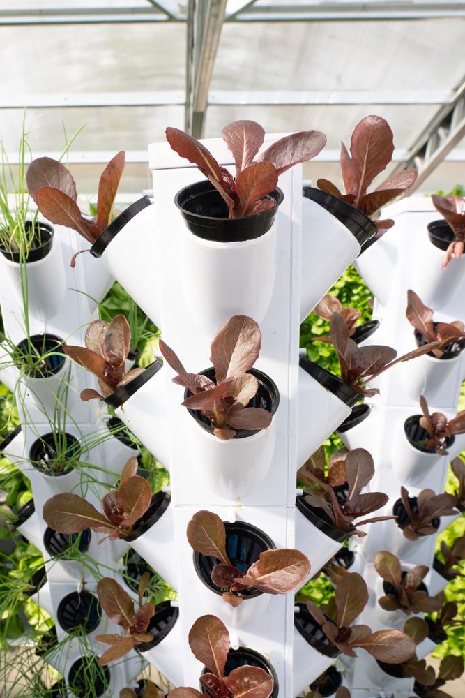 A white NativeFresh grow tower planted with red leaf lettuce, rows of towers running the length of the greenhouse behind it.
