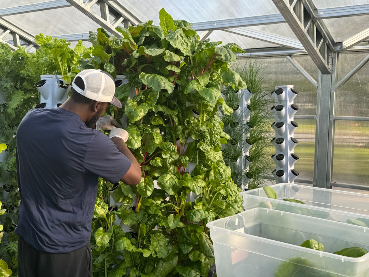 A grower harvesting chard from a tower inside the NativeFresh greenhouse