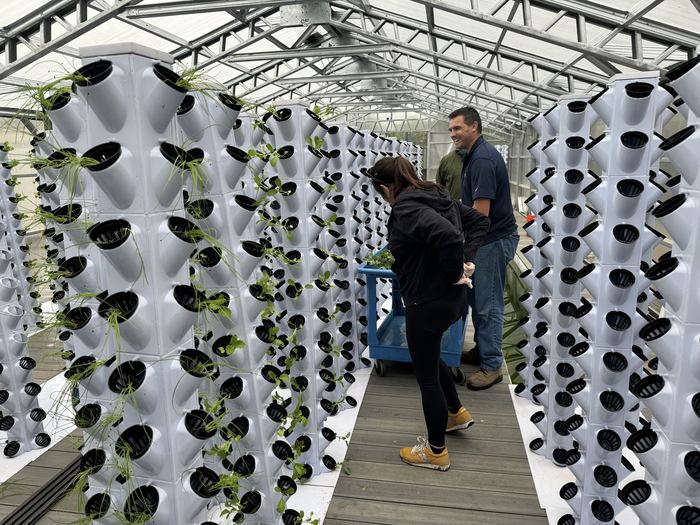 Two NativeFresh team members working between rows of white grow towers inside the greenhouse.