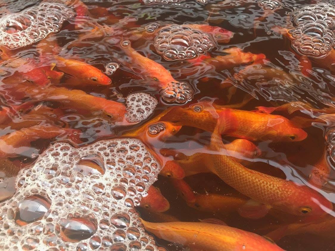 NativeFresh Aquaponics