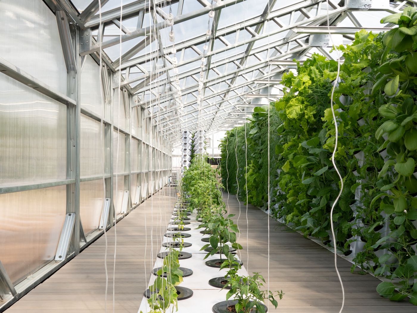 Crops growing in the NativeFresh aquaponics greenhouse.