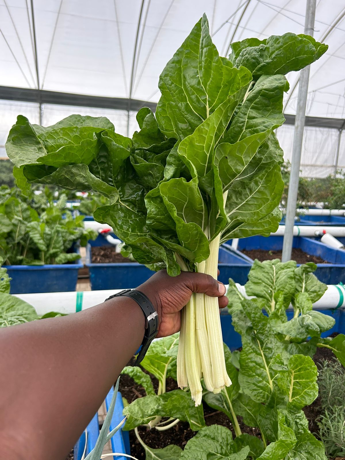 A hand lifts a bunch of just-cut swiss chard, roots and all, above the growing bed.