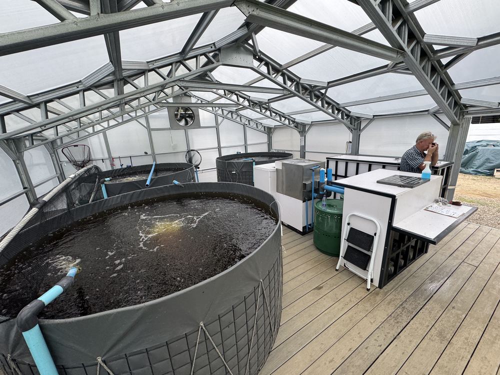 Round fish tanks, filters and a training desk under the steel roof of the Randburg aquaponics greenhouse.
