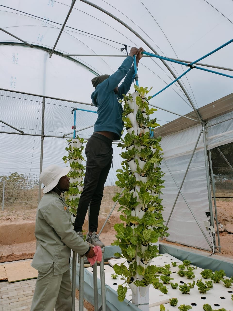 A grower reaches up to tend a vertical growing tower inside a hoop greenhouse, a second worker steadying it below.