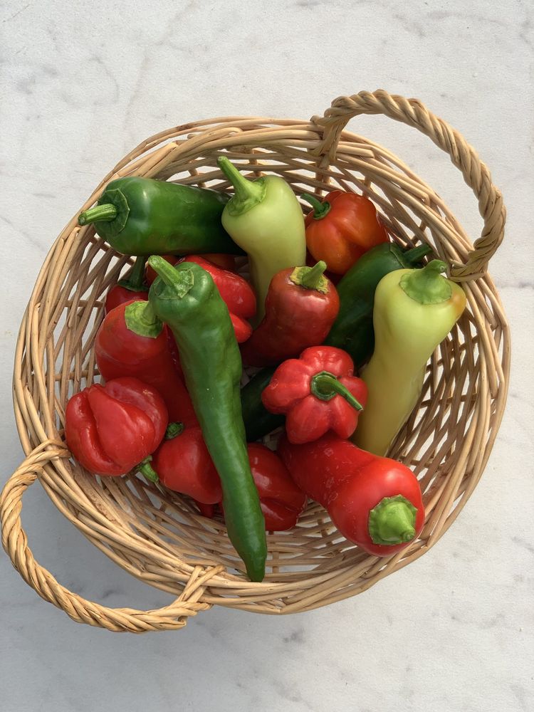 A woven basket full of freshly picked red, green and yellow peppers