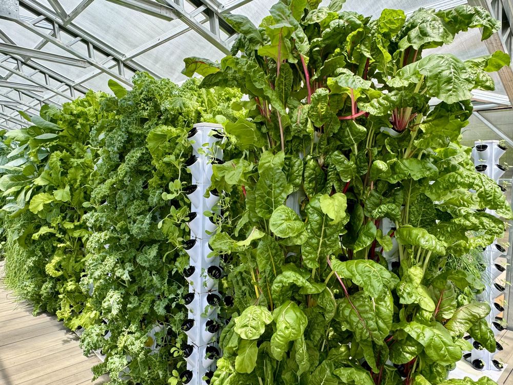 Grow towers thick with chard and kale inside a tower greenhouse